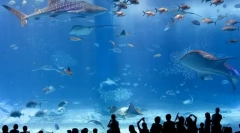 Največji oceanarij na svetu